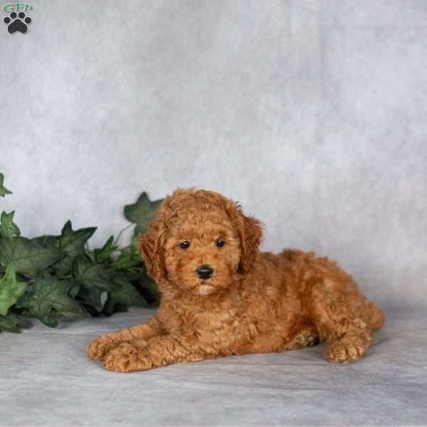Felix, Miniature Poodle Puppy
